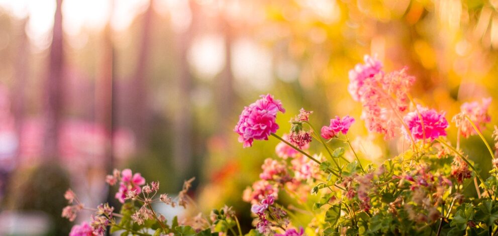 Blomster udenfor i haven med solnedgang